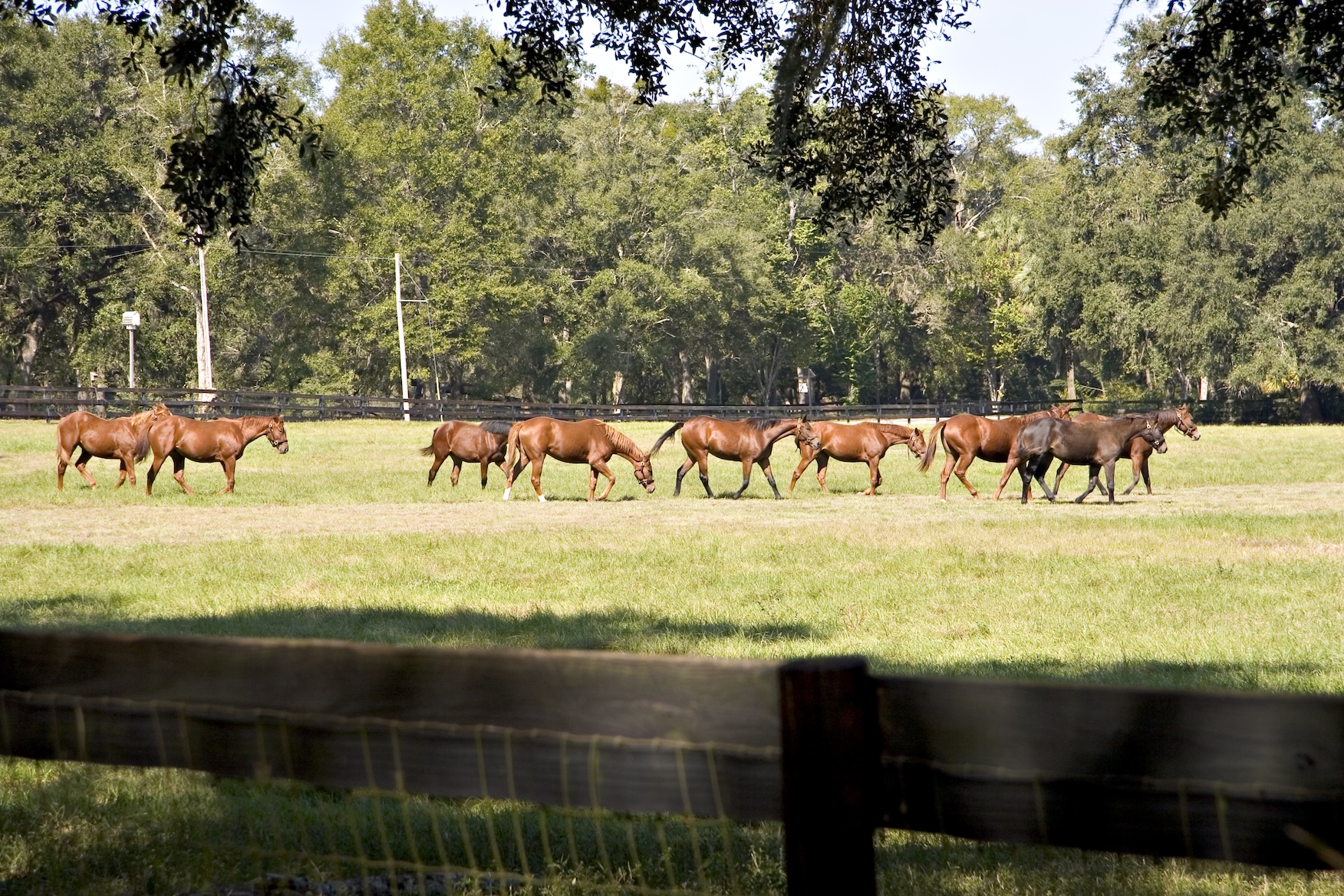 Horses walking